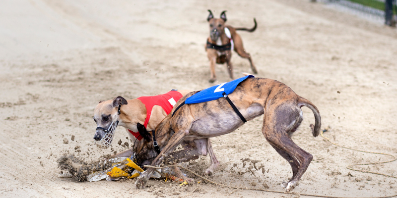 greyhound racing betting tips